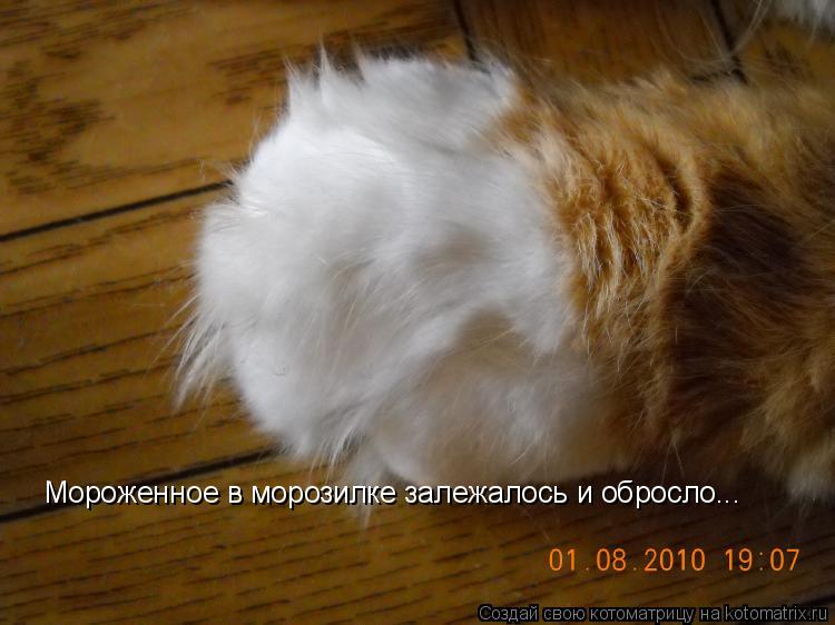 Мороженное в морозилке залежалось и обросло...... Котоматрица: Мороженное в морозилке залежалось и обросло...