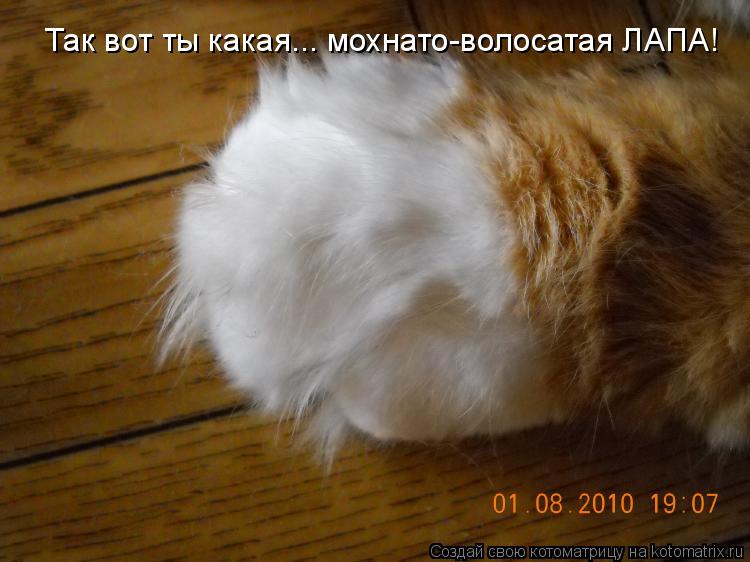 Так вот ты какая... мохнато-волосатая ЛАПА!... Котоматрица: Так вот ты какая... мохнато-волосатая ЛАПА!