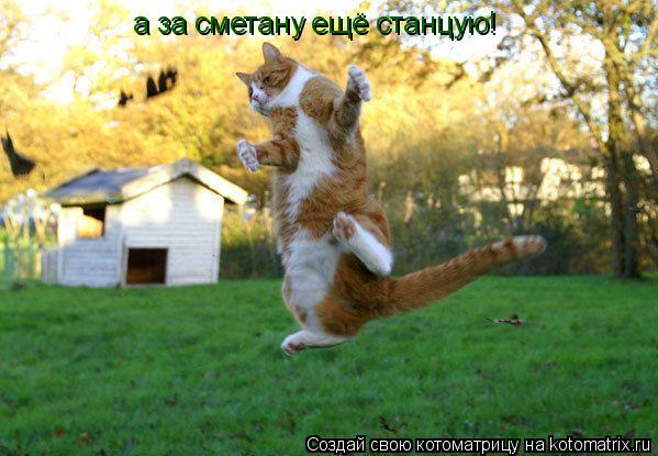 а за сметану ещё станцую!... Котоматрица: а за сметану ещё станцую!