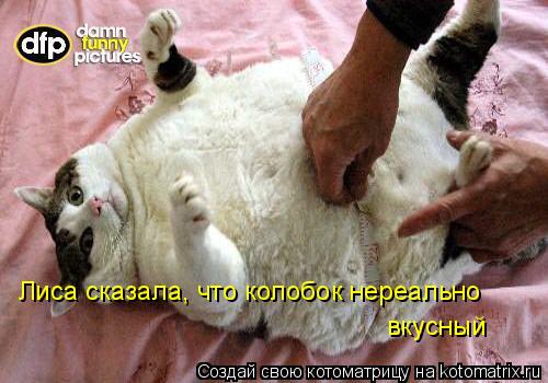 Лиса сказала, что колобок нереально вкусный... Котоматрица: Лиса сказала, что колобок нереально вкусный