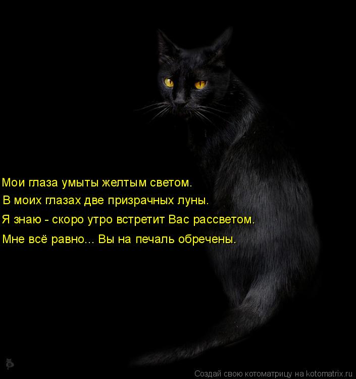 Мои глаза умыты желтым светом. В моих глазах две призрачных луны. Я знаю - скоро утро встретит Вас ра... Котоматрица: Мои глаза умыты желтым светом. В моих глазах две призрачных луны. Я знаю - скоро утро встретит Вас рассветом. Мне всё равно... Вы на печаль обр
