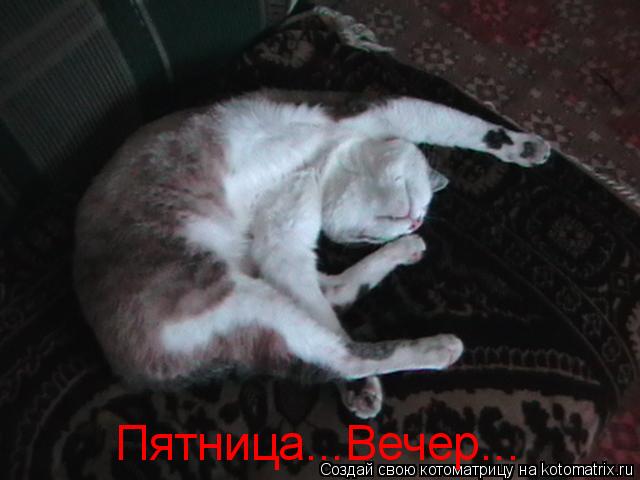 Пятница...Вечер...... Котоматрица: Пятница...Вечер...