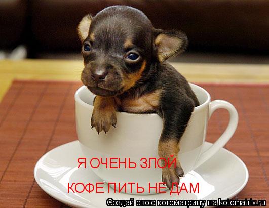 КОФЕ ПИТЬ НЕ ДАМ Я ОЧЕНЬ ЗЛОЙ... Котоматрица: КОФЕ ПИТЬ НЕ ДАМ Я ОЧЕНЬ ЗЛОЙ