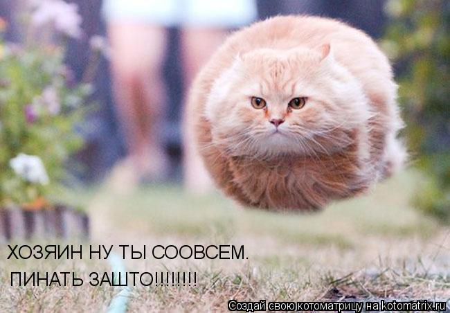 ХОЗЯИН НУ ТЫ СООВСЕМ. ПИНАТЬ ЗАШТО!!!!!!!!... Котоматрица: ХОЗЯИН НУ ТЫ СООВСЕМ. ПИНАТЬ ЗАШТО!!!!!!!!