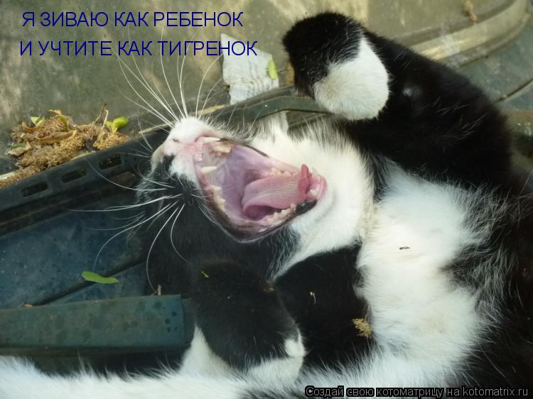 Я ЗИВАЮ КАК РЕБЕНОК И УЧТИТЕ КАК ТИГРЕНОК... Котоматрица: Я ЗИВАЮ КАК РЕБЕНОК И УЧТИТЕ КАК ТИГРЕНОК
