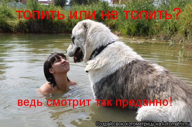 топить или не топить? ведь смотрит так преданно!... Котоматрица: топить или не топить? ведь смотрит так преданно!