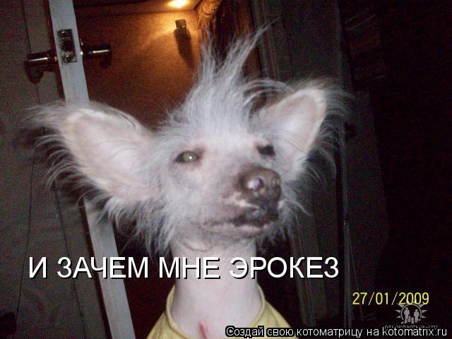 И ЗАЧЕМ МНЕ ЭРОКЕЗ... Котоматрица: И ЗАЧЕМ МНЕ ЭРОКЕЗ