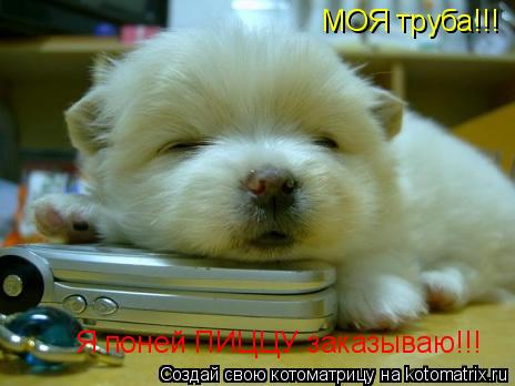 МОЯ труба!!! Я поней ПИЦЦУ заказываю!!!... Котоматрица: МОЯ труба!!! Я поней ПИЦЦУ заказываю!!!