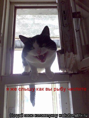 я же слышу как вы рыбу чистите... Котоматрица: я же слышу как вы рыбу чистите