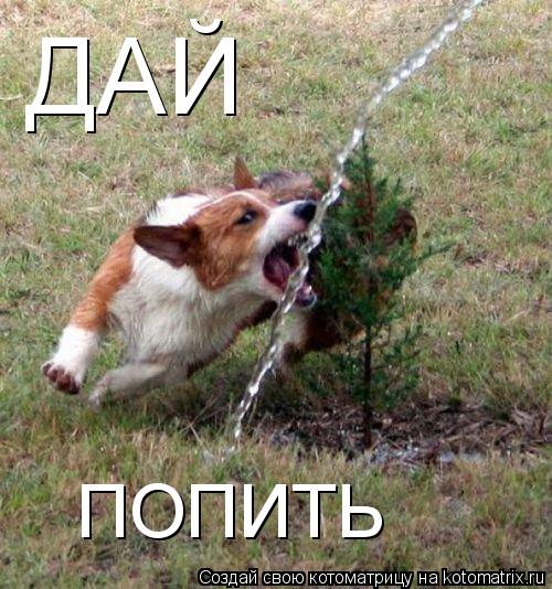 ДАЙ ПОПИТЬ... Котоматрица: ДАЙ ПОПИТЬ