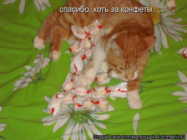 спасибо, хоть за конфеты........ Котоматрица: спасибо, хоть за конфеты.....