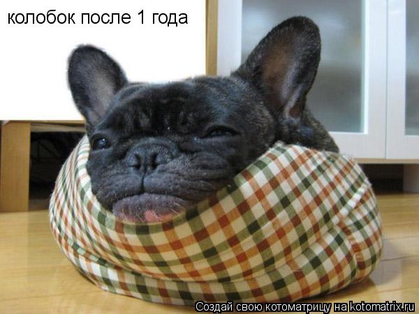 колобок после 1 года... Котоматрица: колобок после 1 года