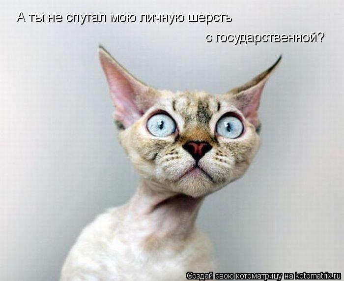 А ты не спутал мою личную шерсть с государственной?... Котоматрица: А ты не спутал мою личную шерсть с государственной?