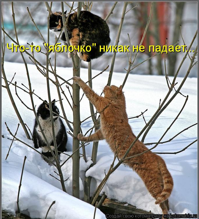 Что-то "яблочко" никак не падает...... Котоматрица: Что-то "яблочко" никак не падает...
