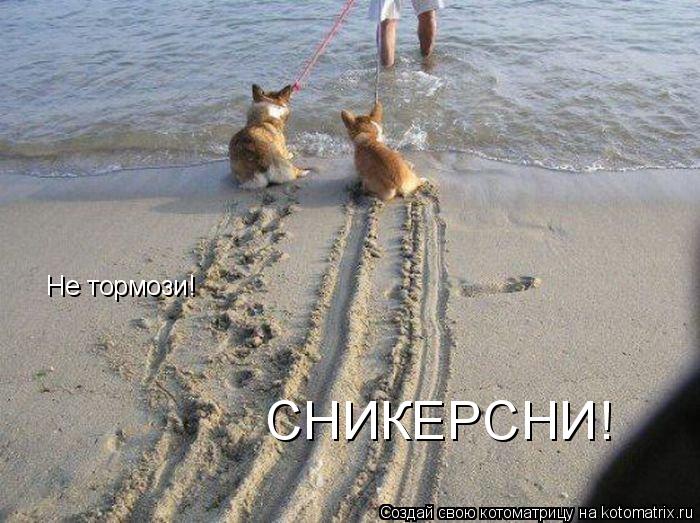 Не тормози! СНИКЕРСНИ!... Котоматрица: Не тормози! СНИКЕРСНИ!