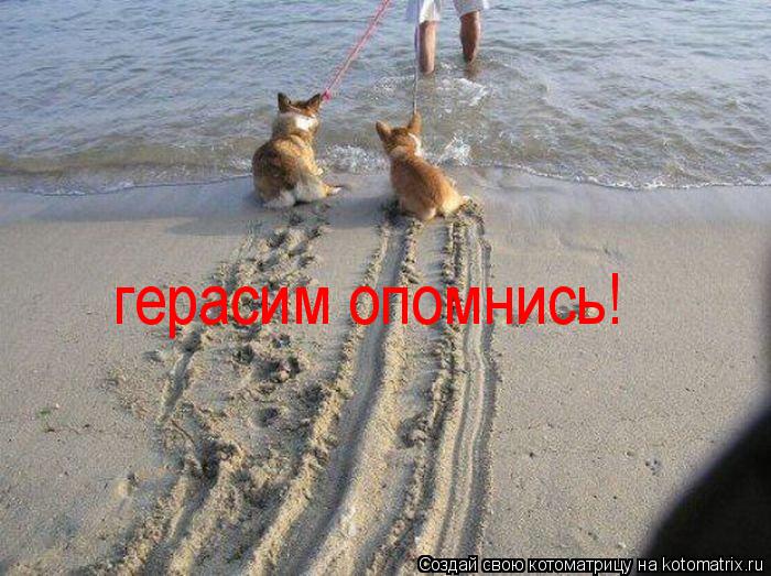 герасим опомнись!... Котоматрица: герасим опомнись!