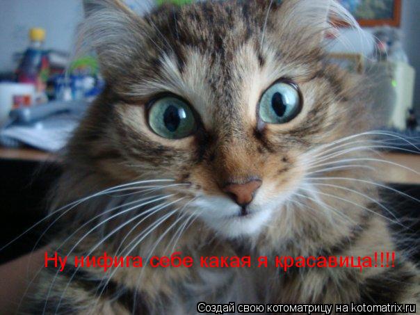 Ну нифига себе какая я красавица!!!!... Котоматрица: Ну нифига себе какая я красавица!!!!
