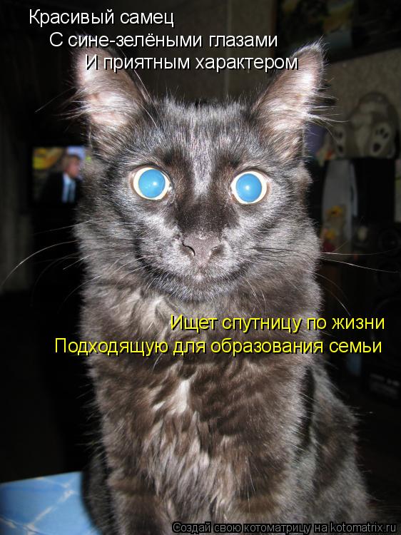 Красивый самец С сине-зелёными глазами И приятным характером Ищет спутницу по жизни Подходящую для об... Котоматрица: Красивый самец С сине-зелёными глазами И приятным характером Ищет спутницу по жизни Подходящую для образования семьи
