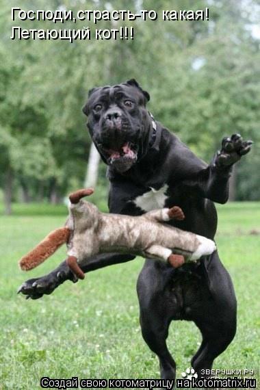 Господи,страсть-то какая! Летающий кот!!!... Котоматрица: Господи,страсть-то какая! Летающий кот!!!