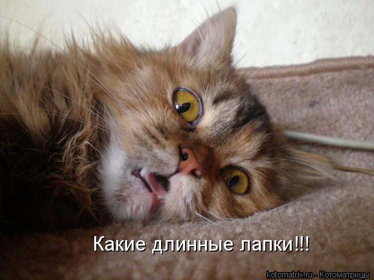 Какие длинные лапки!!!... Котоматрица: Какие длинные лапки!!!
