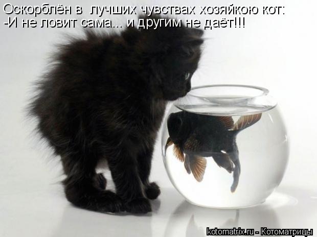 Оскорблён в лучших чувствах хозяйкою кот: -И не ловит сама... и другим не даёт!!!... Котоматрица: Оскорблён в лучших чувствах хозяйкою кот: -И не ловит сама... и другим не даёт!!!