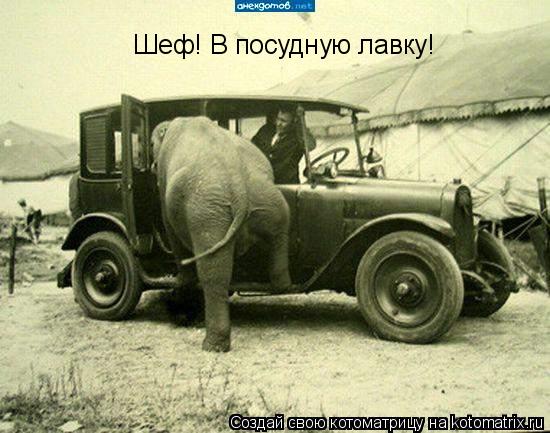 Шеф! В посудную лавку!... Котоматрица: Шеф! В посудную лавку!