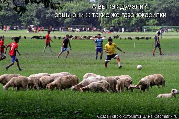А вы как думали? овцы они ж такие же газонокасилки... Котоматрица: А вы как думали? овцы они ж такие же газонокасилки