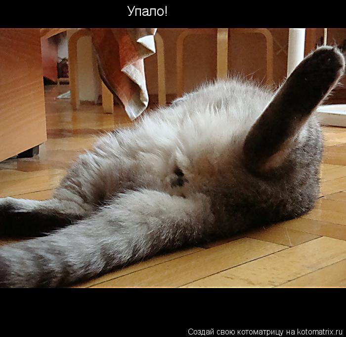 Упало!... Котоматрица: Упало!