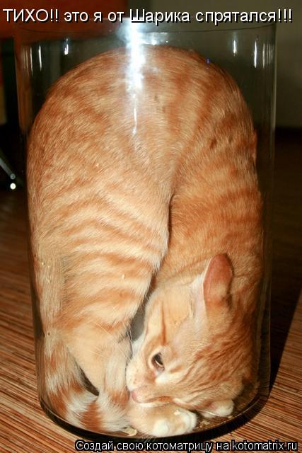 ТИХО!! это я от Шарика спрятался!!!... Котоматрица: ТИХО!! это я от Шарика спрятался!!!