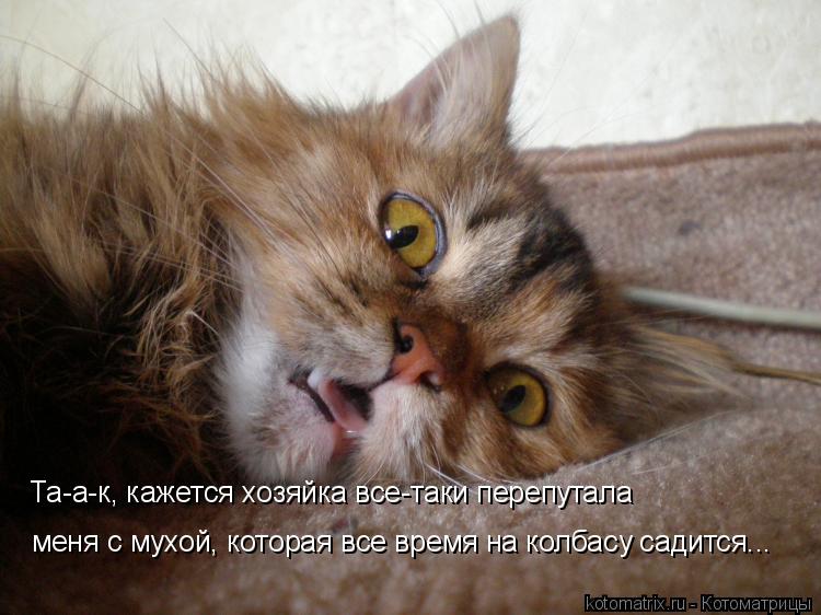 Та-а-к, кажется хозяйка все-таки перепутала меня с мухой, которая все время на колбасу садится...... Котоматрица: Та-а-к, кажется хозяйка все-таки перепутала меня с мухой, которая все время на колбасу садится...