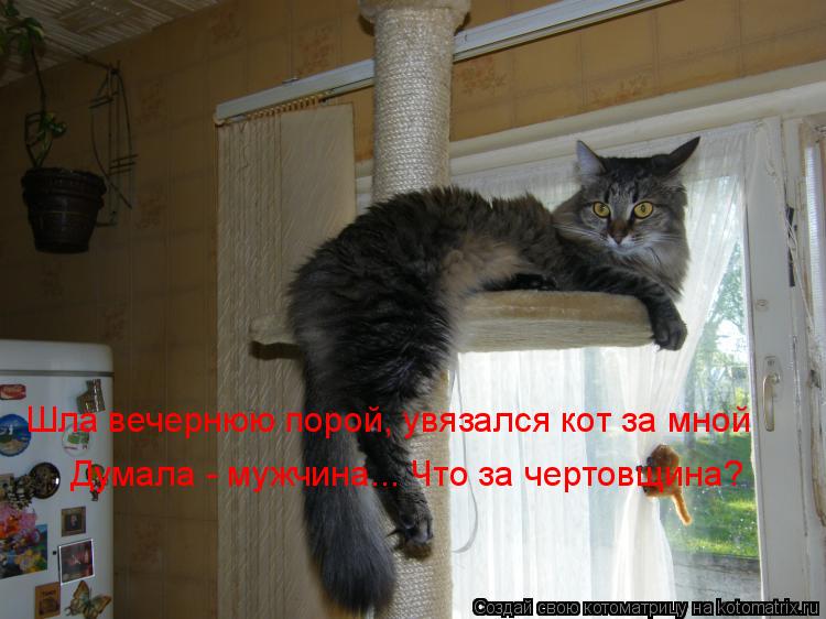 Думала - мужчина... Что за чертовщина? Шла вечернюю порой, увязался кот за мной... Котоматрица: Думала - мужчина... Что за чертовщина? Шла вечернюю порой, увязался кот за мной