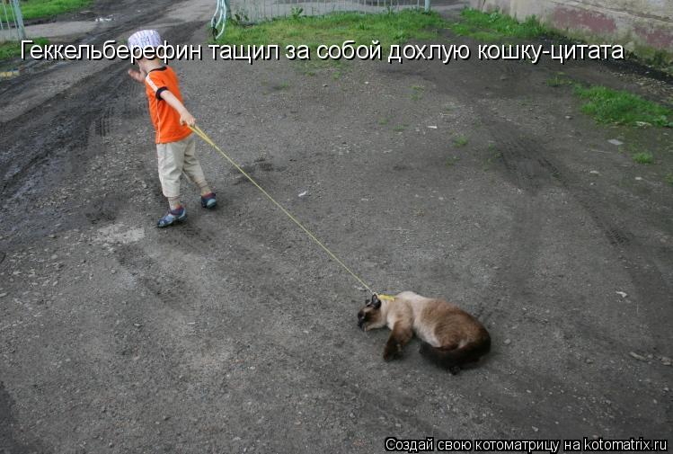 Геккельберефин тащил за собой дохлую кошку-цитата... Котоматрица: Геккельберефин тащил за собой дохлую кошку-цитата
