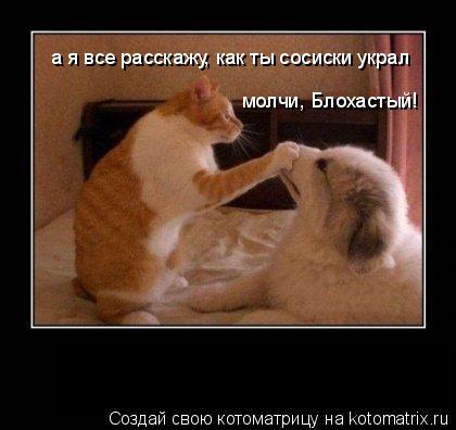 а я все расскажу, как ты сосиски украл молчи, Блохастый!... Котоматрица: а я все расскажу, как ты сосиски украл молчи, Блохастый!