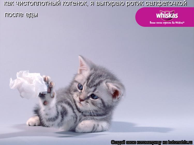 как чистоплотный котенок, я вытираю ротик салфеточкой после еды... Котоматрица: как чистоплотный котенок, я вытираю ротик салфеточкой после еды