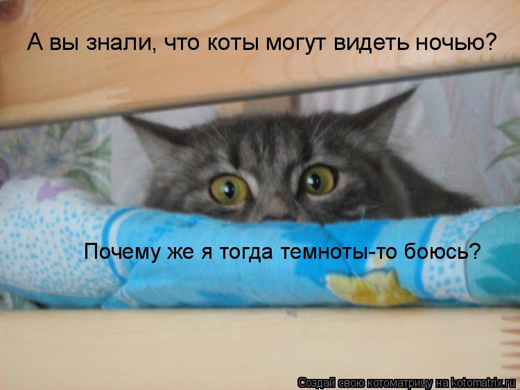 А вы знали, что коты могут видеть ночью? Почему же я тогда темноты-то боюсь?... Котоматрица: А вы знали, что коты могут видеть ночью? Почему же я тогда темноты-то боюсь?