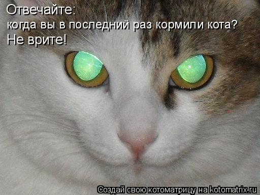 Отвечайте: когда вы в последний раз кормили кота? Не врите!... Котоматрица: Отвечайте: когда вы в последний раз кормили кота? Не врите!