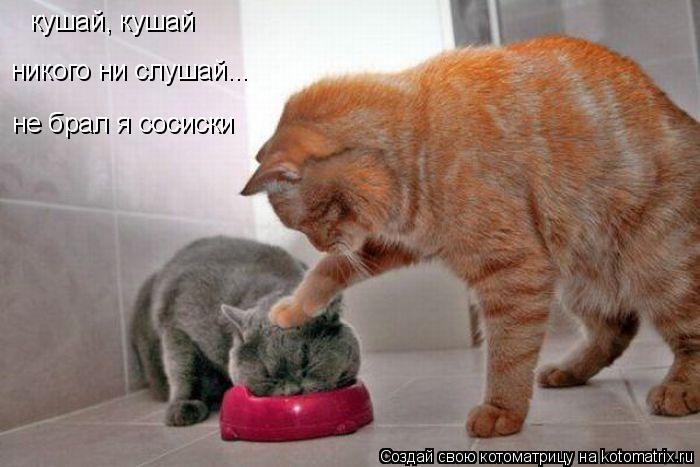 кушай, кушай никого ни слушай... не брал я сосиски... Котоматрица: кушай, кушай никого ни слушай... не брал я сосиски