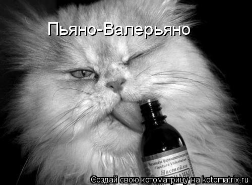 Пьяно-Валерьяно... Котоматрица: Пьяно-Валерьяно