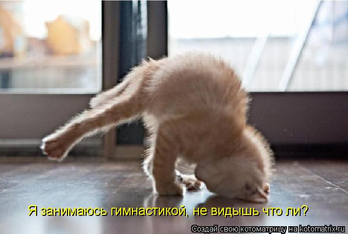 Я занимаюсь гимнастикой, не видышь что ли?... Котоматрица: Я занимаюсь гимнастикой, не видышь что ли?