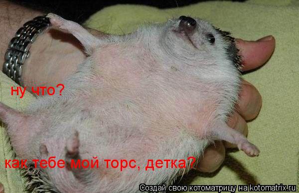 ну что? как тебе мой торс, детка?... Котоматрица: ну что? как тебе мой торс, детка?