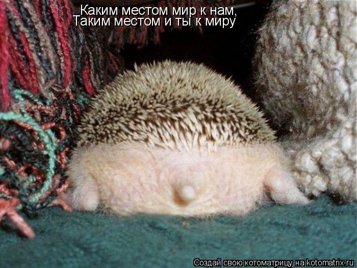 Каким местом мир к нам, Таким местом и ты к миру... Котоматрица: Каким местом мир к нам, Таким местом и ты к миру