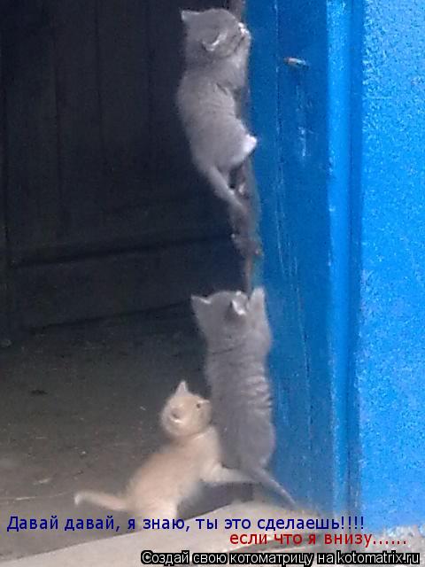 Давай давай, я знаю, ты это сделаешь!!!! если что я внизу......... Котоматрица: Давай давай, я знаю, ты это сделаешь!!!! если что я внизу......