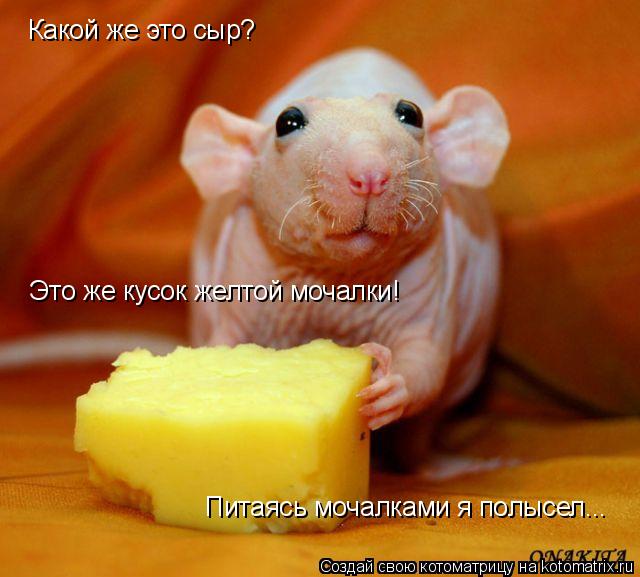 Какой же это сыр? Это же кусок желтой мочалки! Питаясь мочалками я полысел...... Котоматрица: Какой же это сыр? Это же кусок желтой мочалки! Питаясь мочалками я полысел...