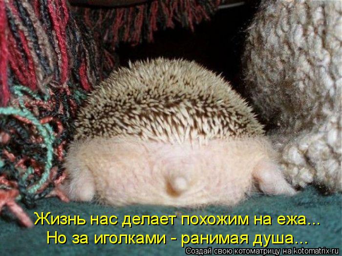 Жизнь нас делает похожим на ежа... Но за иголками - ранимая душа...... Котоматрица: Жизнь нас делает похожим на ежа... Но за иголками - ранимая душа...