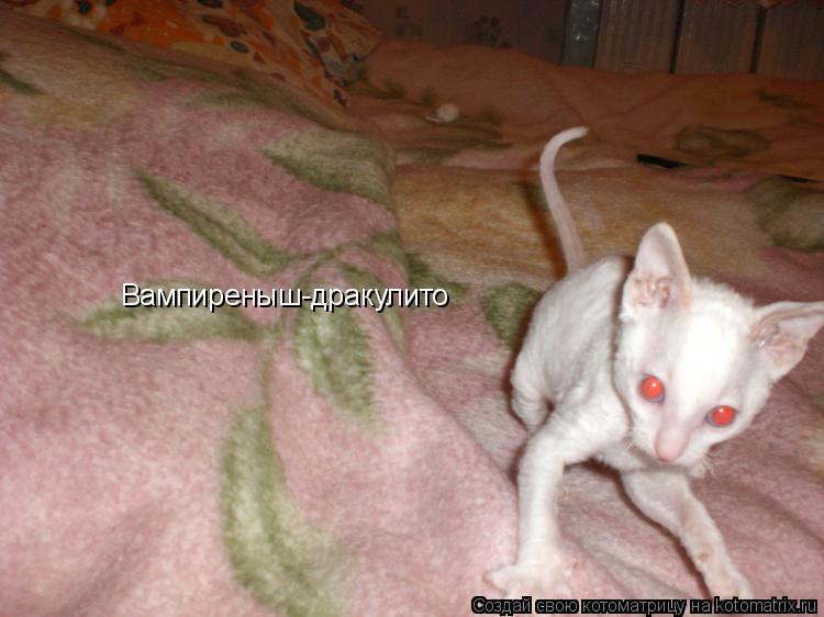 Вампиреныш-дракулито... Котоматрица: Вампиреныш-дракулито