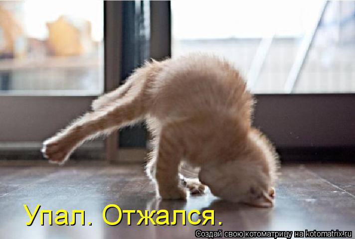 Упал. Отжался.... Котоматрица: Упал. Отжался.