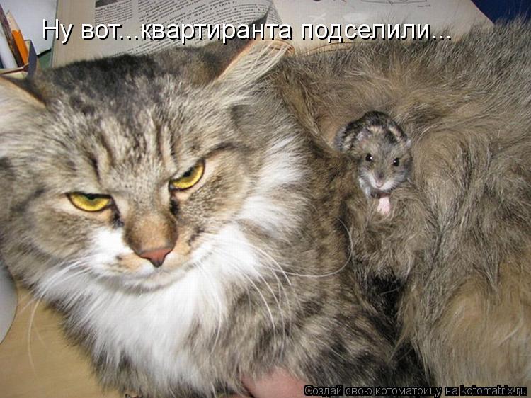 Ну вот...квартиранта подселили...... Котоматрица: Ну вот...квартиранта подселили...