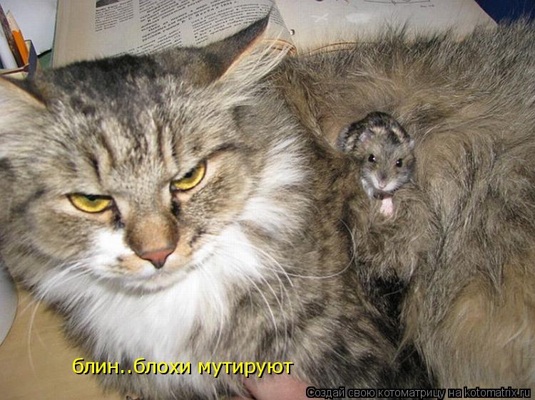 блин..блохи мутируют... Котоматрица: блин..блохи мутируют