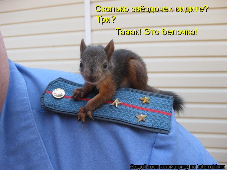 Сколько звёздочек видите? Три? Тааак! Это белочка!... Котоматрица: Сколько звёздочек видите? Три? Тааак! Это белочка!