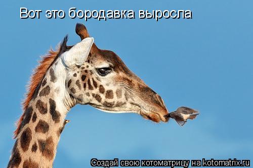 Вот это бородавка выросла... Котоматрица: Вот это бородавка выросла
